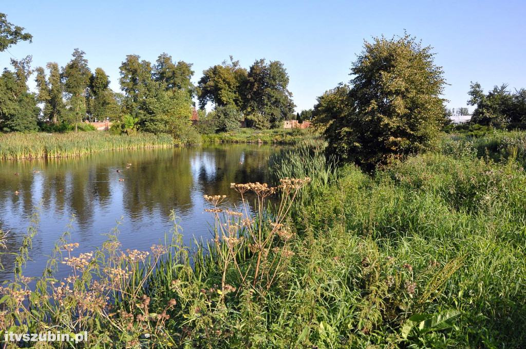 Dżungla przy nakielskiej, sierpień 2018