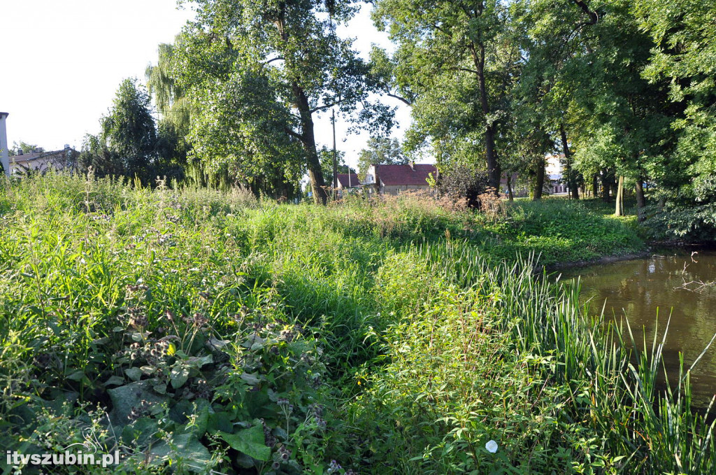 Dżungla przy nakielskiej, sierpień 2018