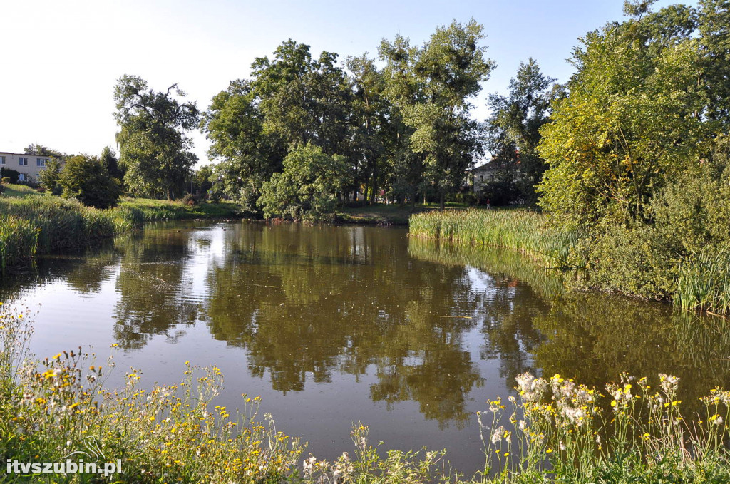 Dżungla przy nakielskiej, sierpień 2018