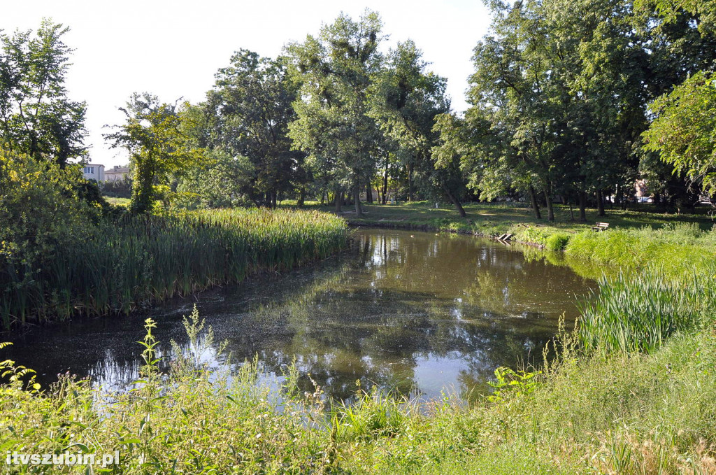 Dżungla przy nakielskiej, sierpień 2018
