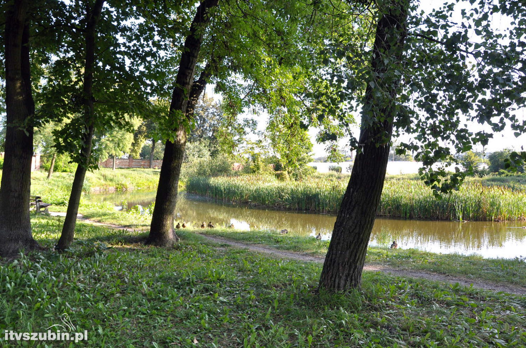 Dżungla przy nakielskiej, sierpień 2018