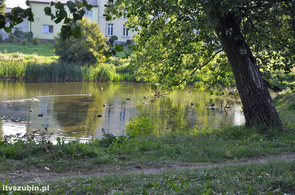 Dżungla przy nakielskiej, sierpień 2018