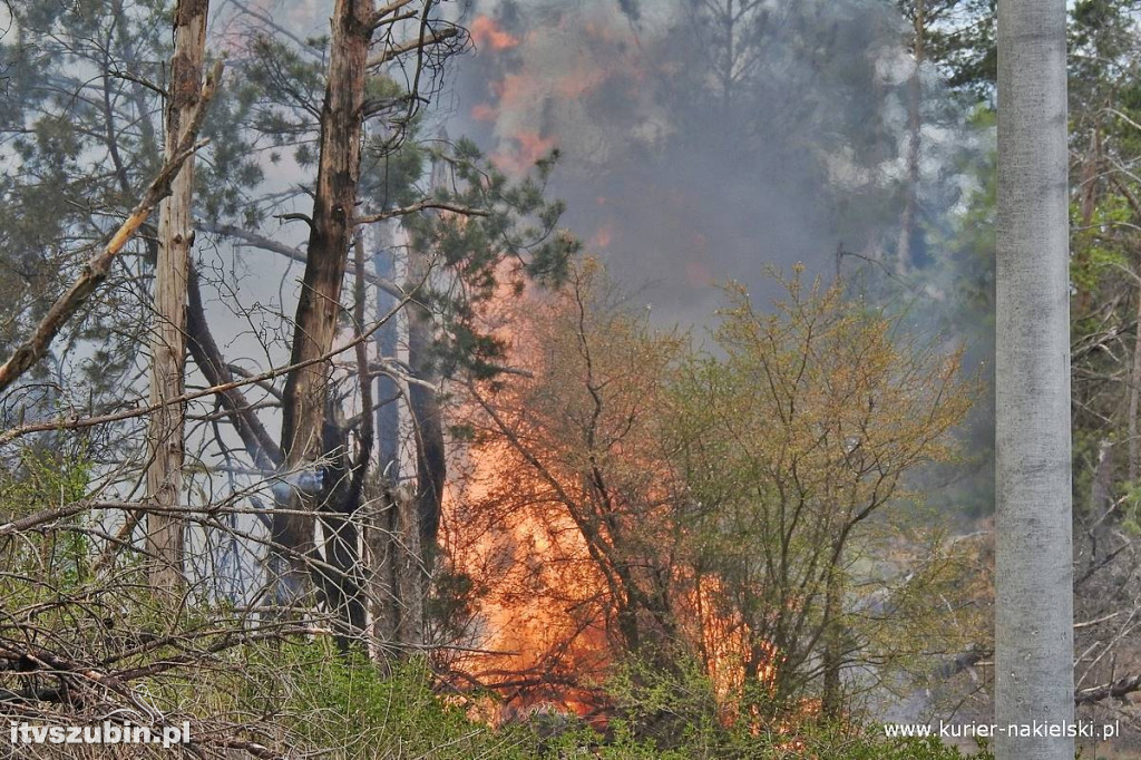 Pożar lasu w Paterku