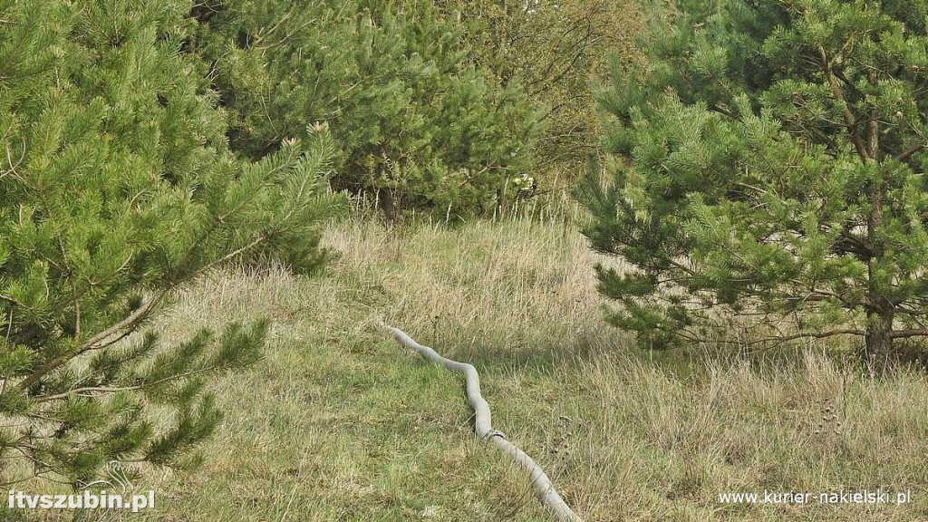 Pożar lasu w Paterku