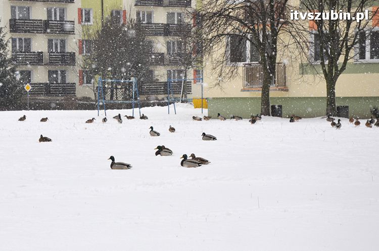 Kaczogród na Osiedlu Spółdzielczym
