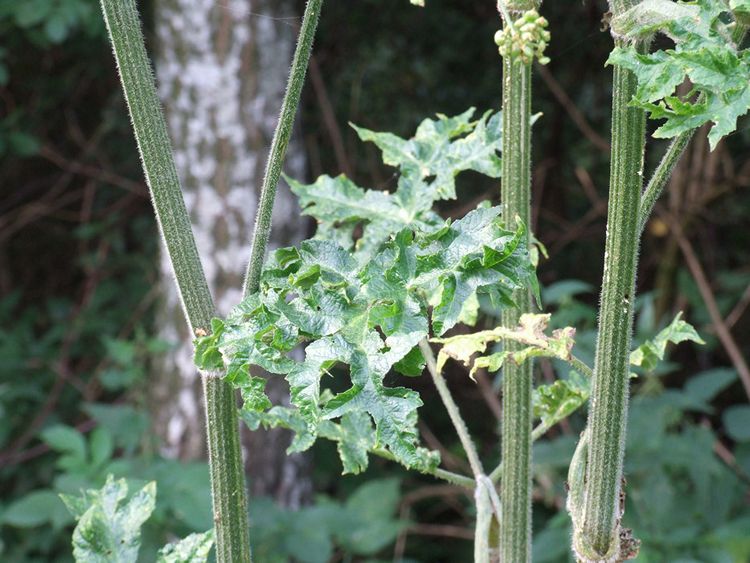 Uwaga, Mieszkańcy Gminy Szubin!!!