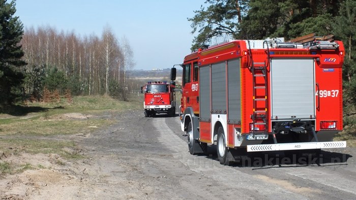 Spaliło się 0,5 ha poszycia młodnika