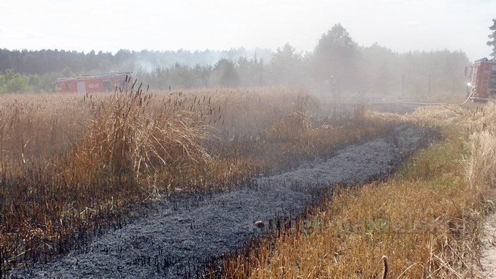 Pożar zboża na pniu i młodnika w Starym Jarużynie