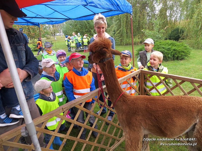 ?Żabki? i ?Zuchy? z szubińskiego Słoneczka na wycieczce w sadzie