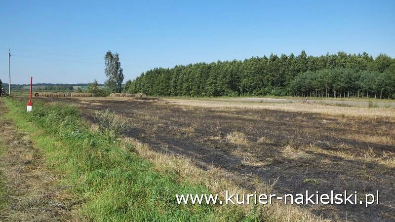 Pożar ścierniska w Polichnie