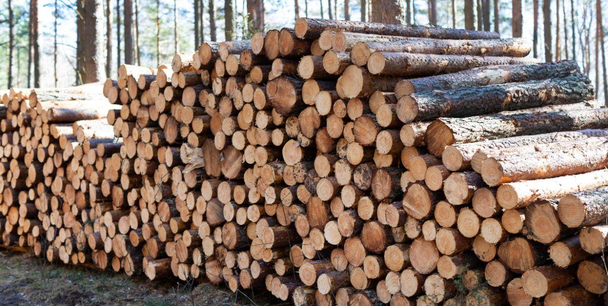 Dlaczego drewno jest cennym surowcem?