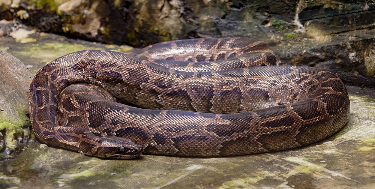 Kobietę zaatakował ogromny pyton tygrysi! Cudem uniknęła śmierci!