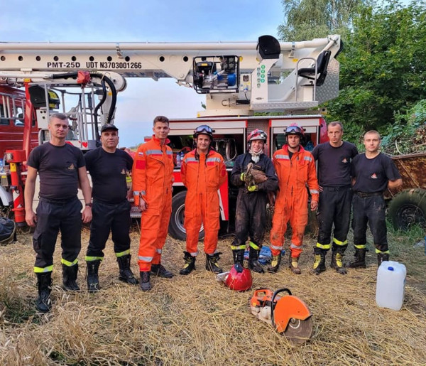 Nietypowa akcja strażaków, uratowali życie bociana-11951