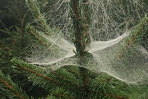 Kupujesz żywą choinkę na święta? Ten szczegół łatwo przeoczyć-19437