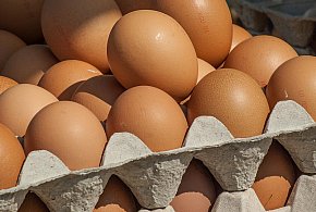 Salmonella wykryta w jajach! GIS wydał pilne ostrzeżenie-19456