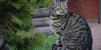 Troska o zdrowie zwierząt na każdym etapie leczenia