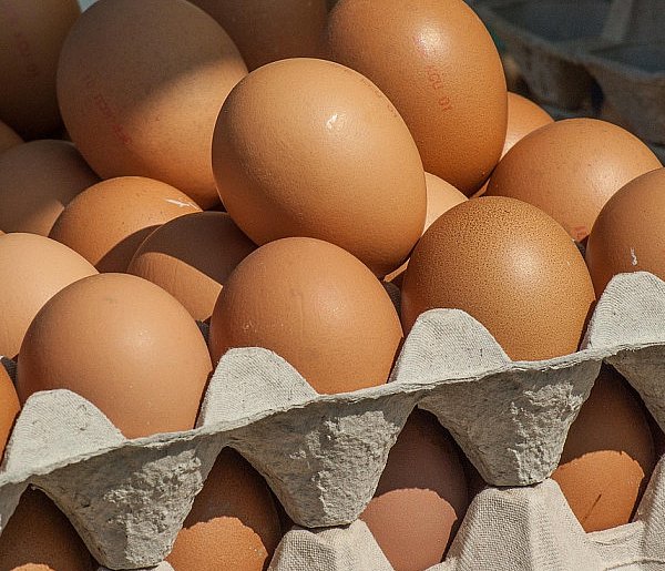 Salmonella wykryta w jajach! GIS wydał pilne ostrzeżenie-19456