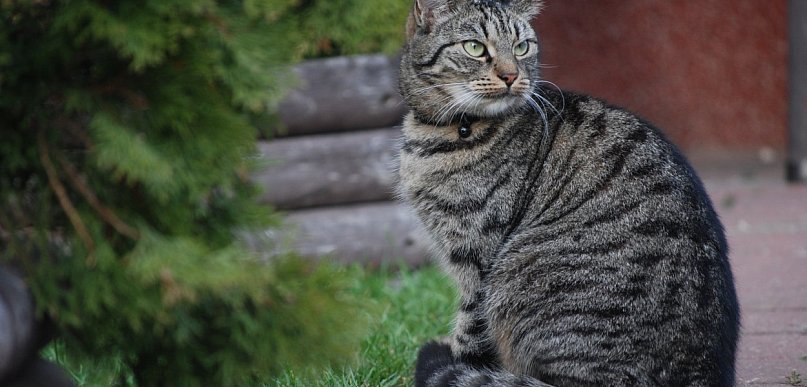 Troska o zdrowie zwierząt na każdym etapie leczenia